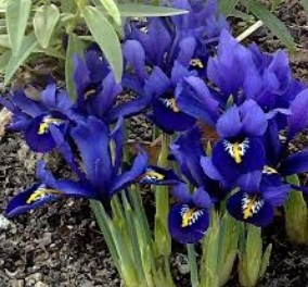 Iris Bulbs -  Harmony